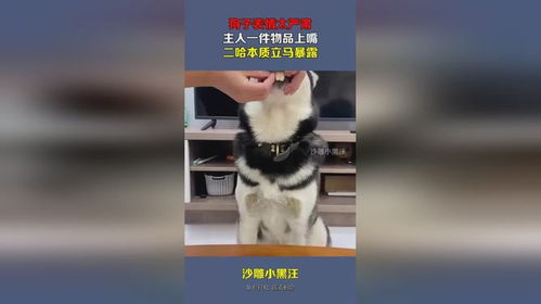 狗子表情太严肃,主人一件物品上嘴,二哈本质立马暴露