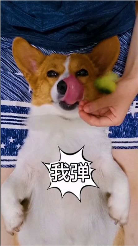 奥斯卡表情帝柯基已上线,表情太欠,我已经想揍它了