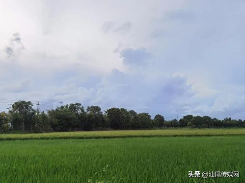 海丰这个新晋网红村太低调,知道它的人还不多