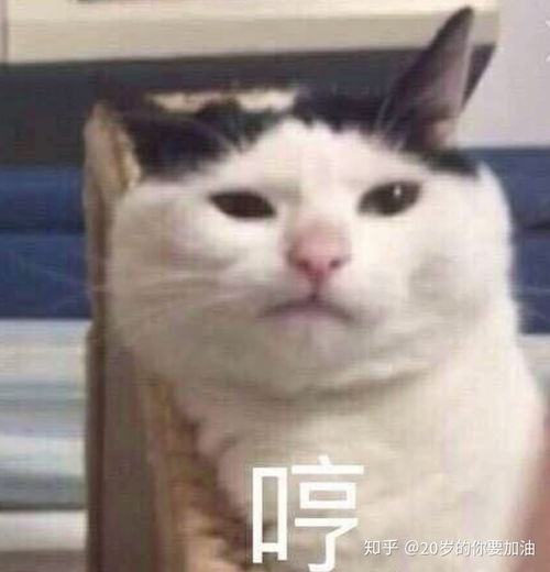 b站coderwhy老师半佛老师b站视频表情包整理