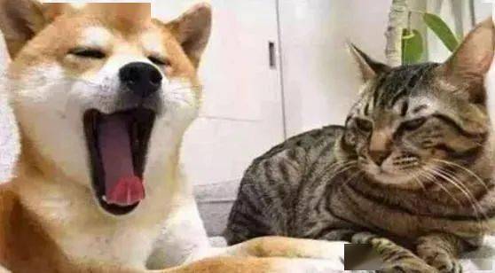 柴犬给猫咪按摩,主人看这俩货哭笑不得