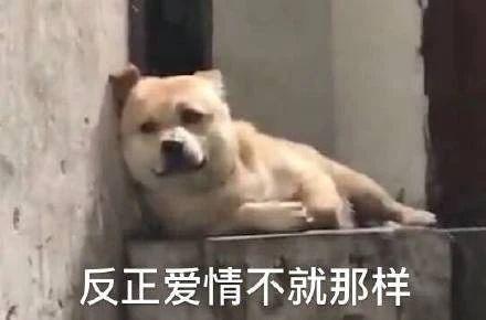拜年表情包搞笑幽默七夕