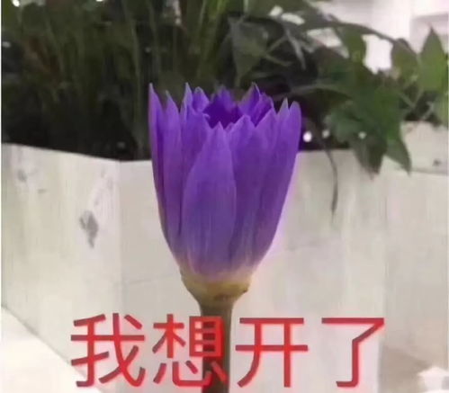 李诞从追捧到争议,我们在扯蛋心经中学会了什么