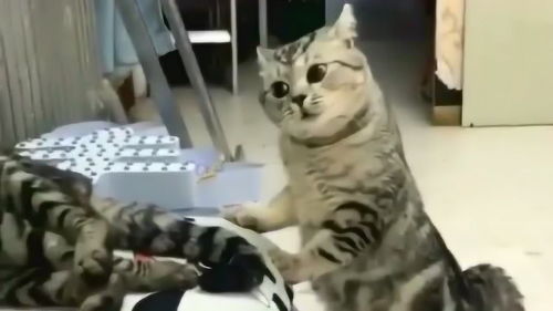 小母猫闻了闻老公的味道,表情就变成这模样了,它是不是发现了什么