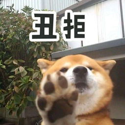 我老婆怀孕了,小区里的猫狗都送走大哥,你家要生太子