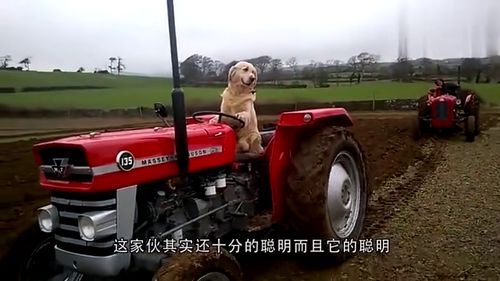 狗狗看狮子王动画哽咽不止,呜咽痛哭,超入戏表情爆红