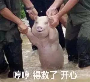 完了完了,我要变香肠了.....这组表情包火了
