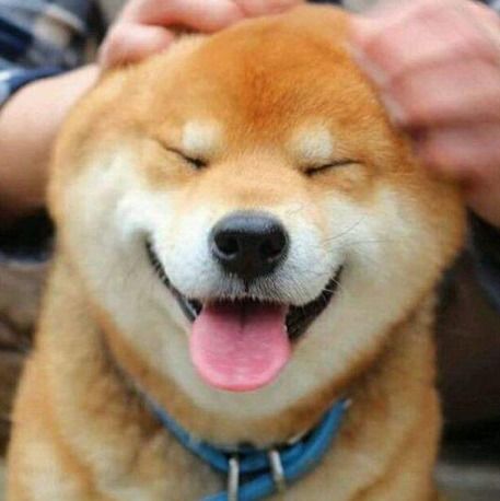 doge是柴犬吗看完柴犬表情包,网友想养狗