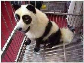小伙以为养了只超级宠物,身边人却觉得不对劲
