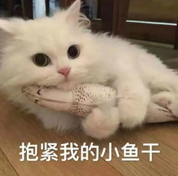 喵星人给你丢了个表情包你算哪块小饼干