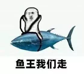 超100斤,约155厘米三亚鱼王线上拍卖已达9288