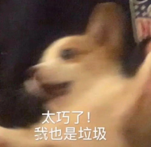 抖音热门表情包丨你别过来我怕狗