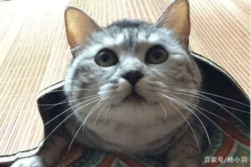 主人让猫闻一下脚,转眼猫不见了,直到主人看见窗户挂着一条