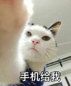 你有哪些关于猫狗的表情包