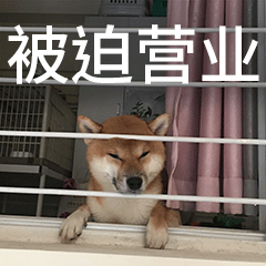 柴犬gif表情包发笑