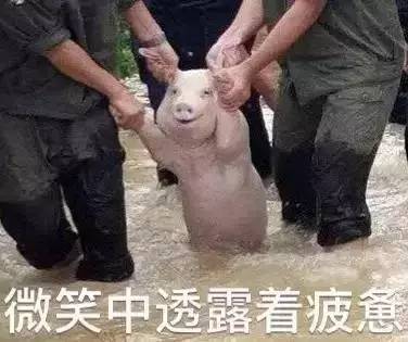 今天,我们要为一只猪正名这只冲出国门的表情包小猪,是咱钦州的