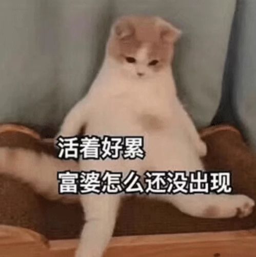 既可爱又沙雕的搞笑图,大家都收藏起来