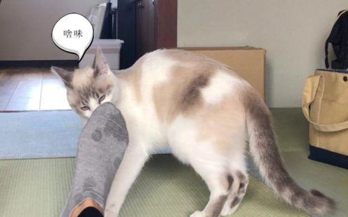男子伸出大脚丫,猫咪忍不住闻了一下,随后表情令主人笑喷了