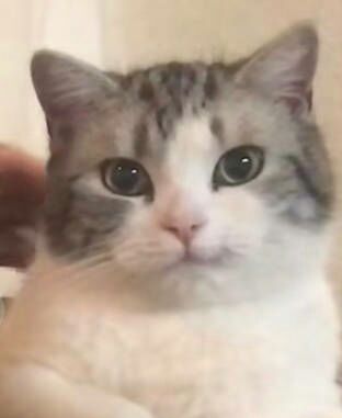 你有哪些关于猫狗的表情包