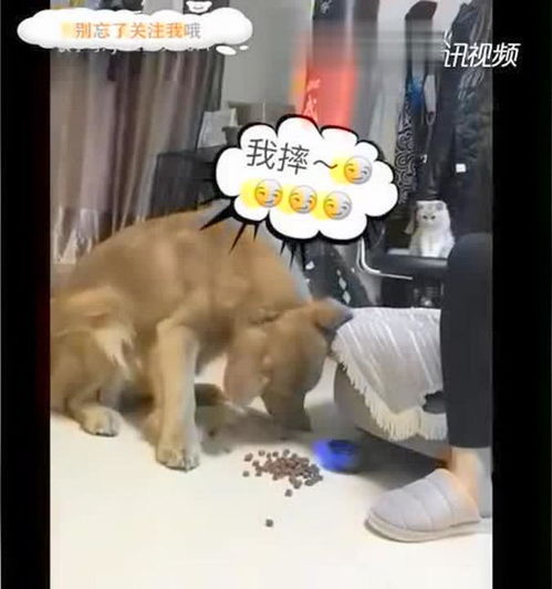 主人非要拉着金毛跳舞金毛的表情超逗狗狗一脸的生无可恋啊