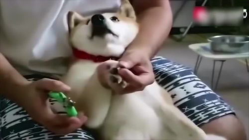 这只柴犬的表情我能笑一年,太逗了