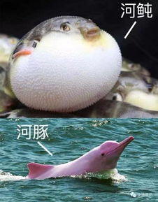 餐桌上的海洋生物河鲀