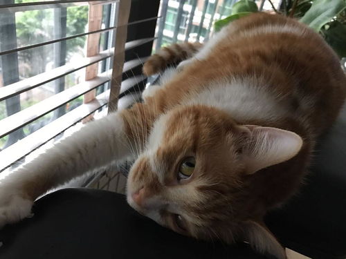 更新表情包喜欢睡阳台的猫
