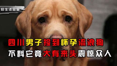 四川男子捡到流浪狗,行为怪异表情忧郁,没想到大有来头震惊众人