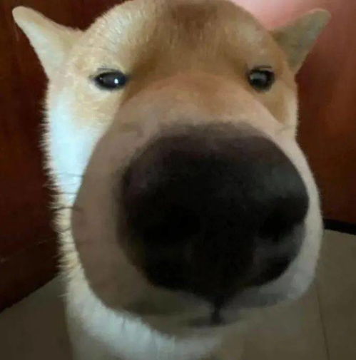 猫猫狗狗表情包