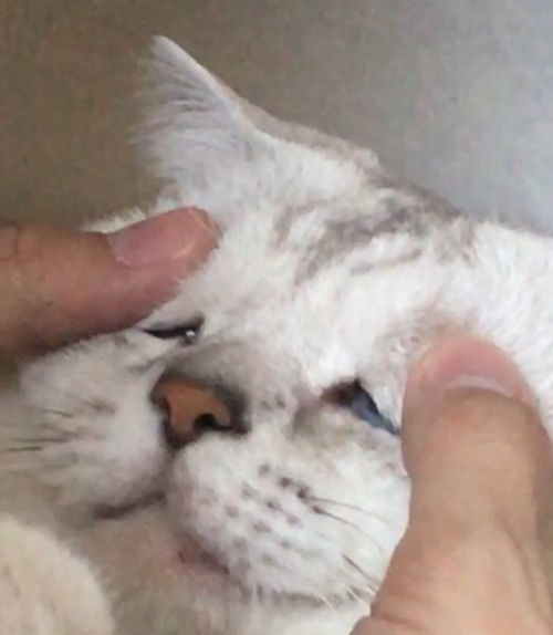 动物表情包可爱不哭