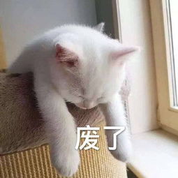 表情天道好轮回脱发饶过谁