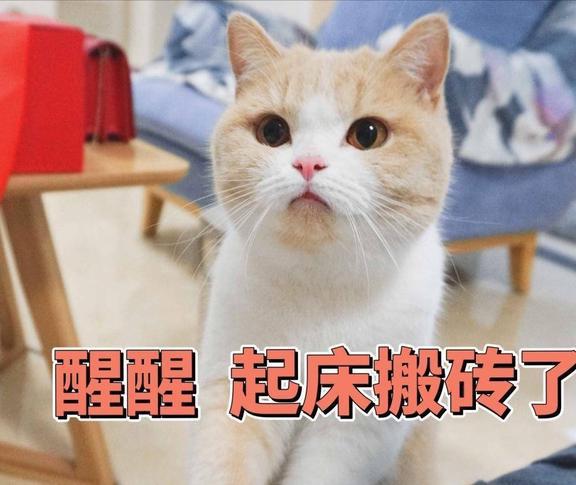 叫女朋友起床的表情包猫咪