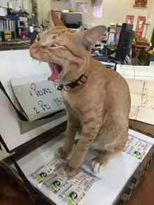 网友们抓拍的自家猫咪打哈欠的瞬间,隔着屏幕仿佛闻到了口臭