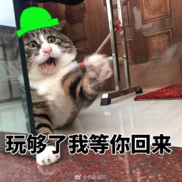 你连表情包里猫的名字都不知道,还敢说爱猫