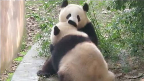 熊猫点点咬住小雅的耳朵不松口你的朵朵为什么如此美味