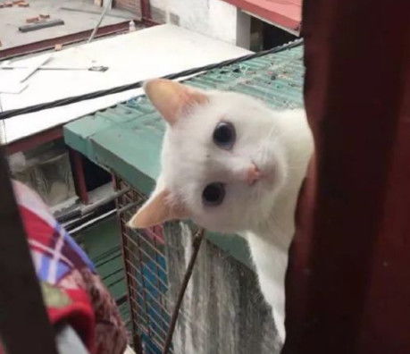 喂了流浪猫一次,这货第二天就登门拜访,表情简直自带笑点