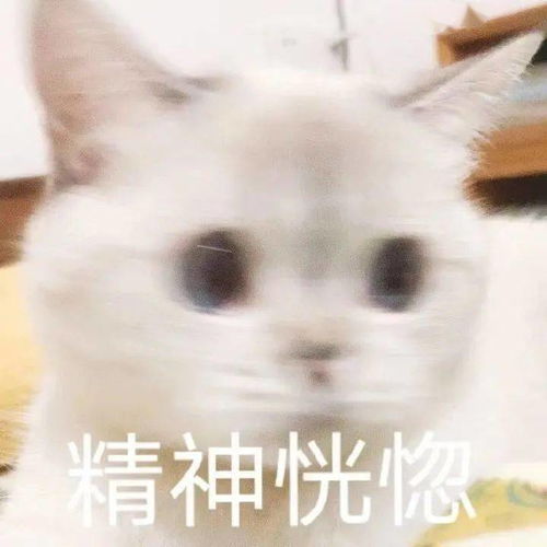 猫咪臭娜娜表情包