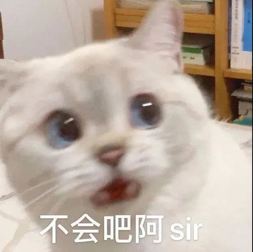 表情包我没对象怎么了我骄傲了吗