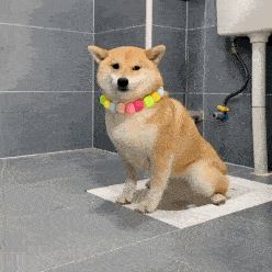 狗子表情柴犬表情包二十九