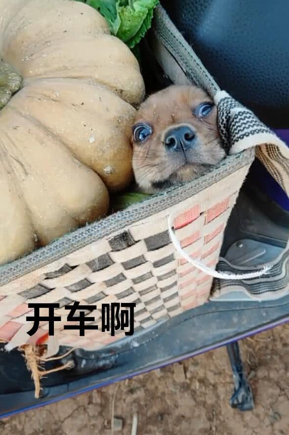 主人带小狗狗去摘菜,把狗狗装进菜篮子,狗狗的表情亮了