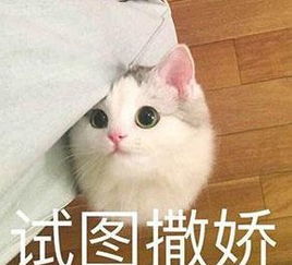 憨憨哥哥高冷妹子,上演塑料兄妹情,真的不敢想象哥哥的家庭地位妹妹