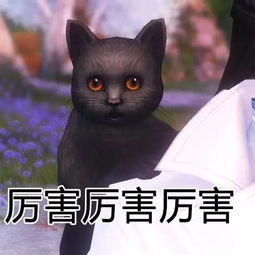 今日干货丨想戒猫还是一起来云吸猫吧