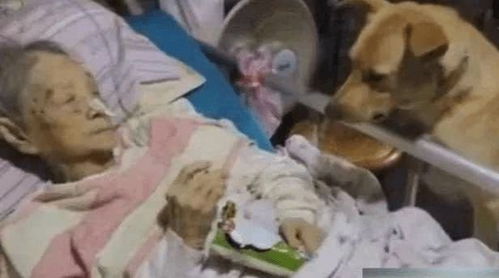狗狗每天去超市偷东西原是为照顾卧床老主人