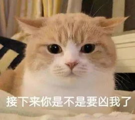 萌妹专用猫咪表情包虽然皮但是我很可爱