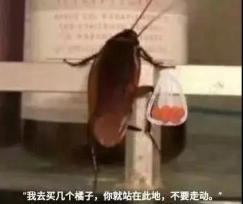 蟑螂恶霸高清表情包蟑螂