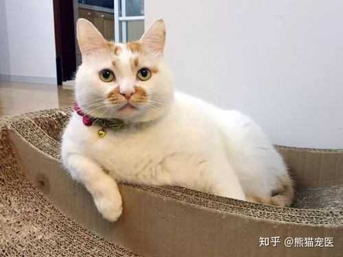 请问表情包上的这只猫叫什么
