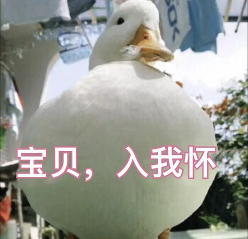 网红鸭子表情包动图要抱抱