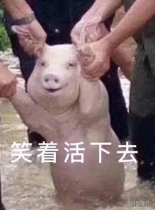 2019搞笑表情包爆笑