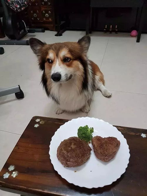给柯基做了顿爱心大餐,结果这货