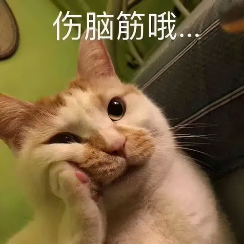 摸鱼鱼表情包什么意思猫咪